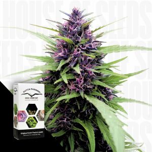 Shaman Dutch Passion