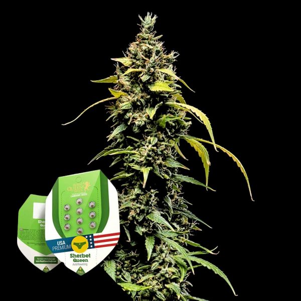 Royal Queen Seeds Sherbet Queen Auto