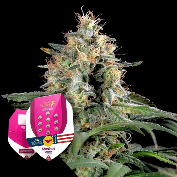 Royal Queen Seeds Sherbet Queen