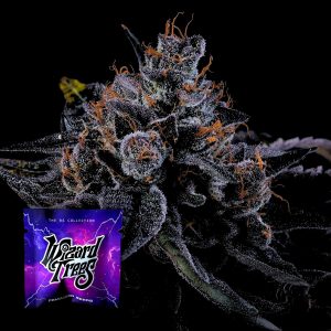Sherbzooka Wizard Trees