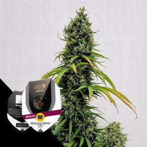 Shining Silver Haze Regular Royal Queen Seeds