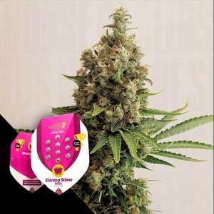 Royal Queen Seeds Shining Silver Haze