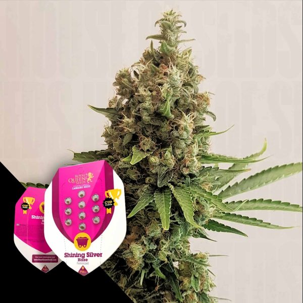 Royal Queen Seeds Shining Silver Haze