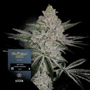 Shishka Lemonade Green House Seeds