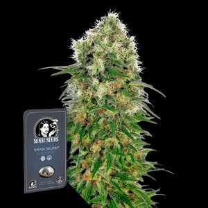 Shiva Skunk Auto Sensi Seeds