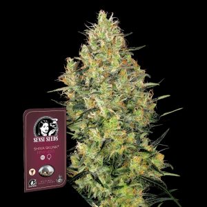 Shiva Skunk Sensi Seeds