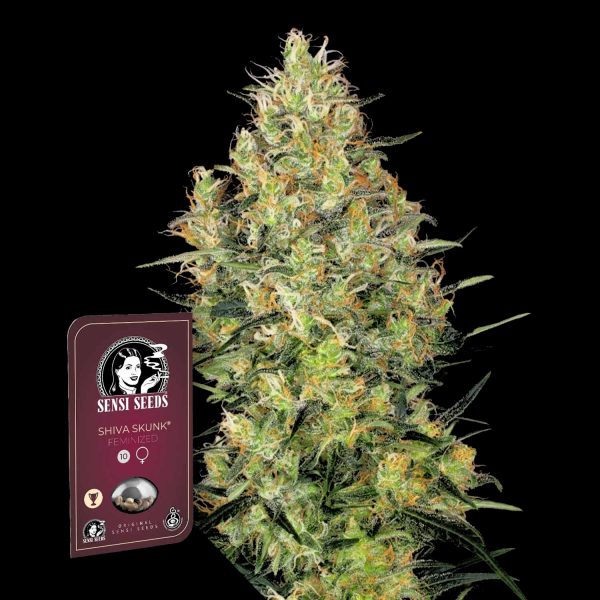 Sensi Seeds Shiva Skunk