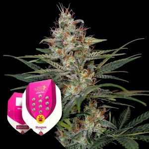 Royal Queen Seeds Shogun