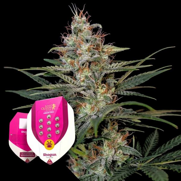Royal Queen Seeds Shogun
