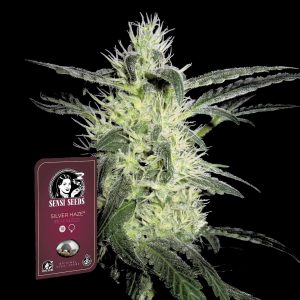 Silver Haze Sensi Seeds