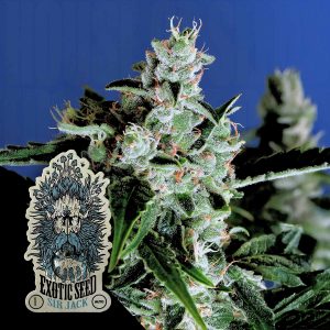 Sir Jack Auto Exotic Seeds