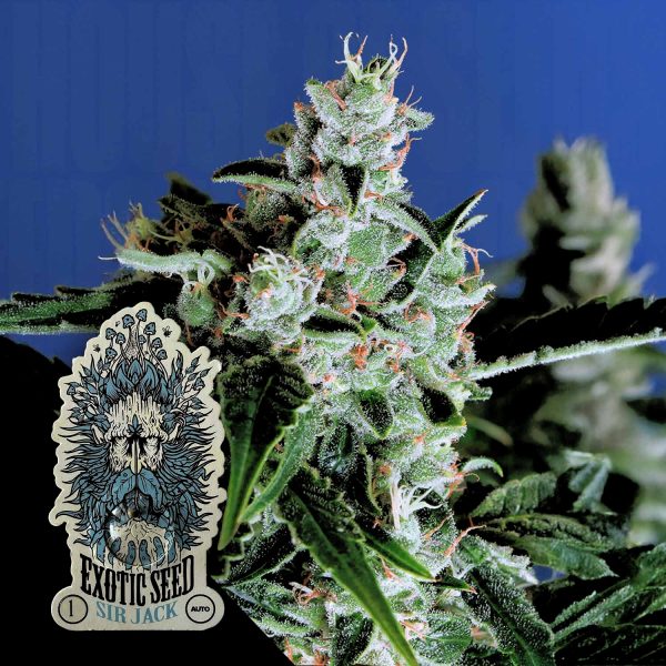Exotic Seeds Sir Jack Auto