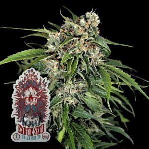 Sir Jack Auto Pure Cbd Exotic Seeds