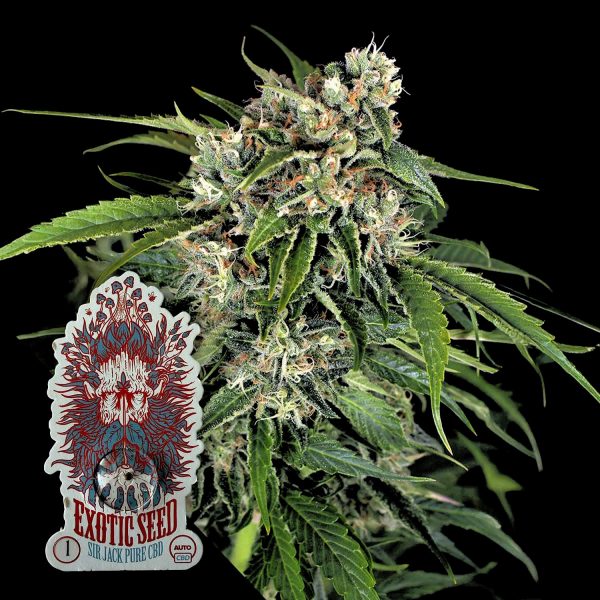 Exotic Seeds Sir Jack Auto Pure CBD