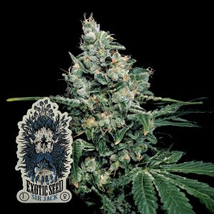 Sir Jack Exotic Seeds