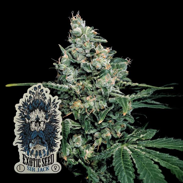 Exotic Seeds Sir Jack