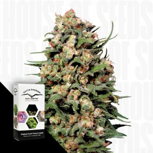 Skunk 1 Dutch Passion