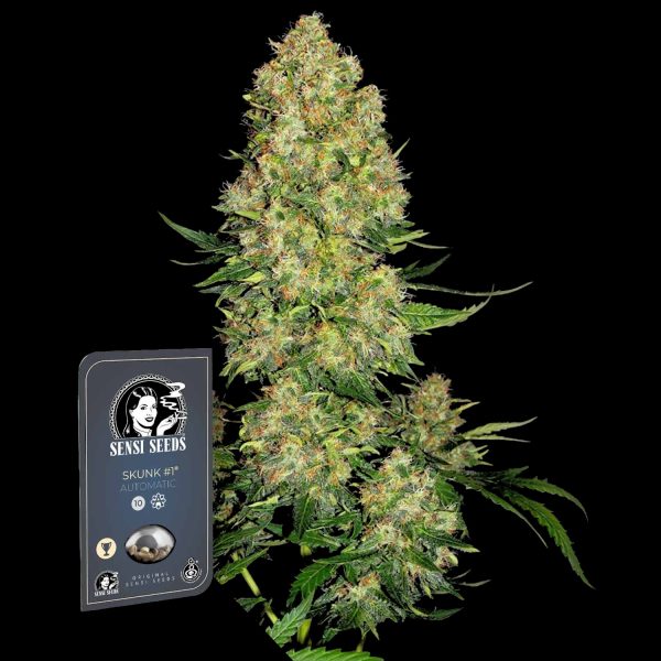 Sensi Seeds Skunk #1