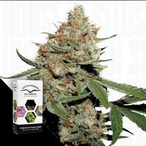 Skunk 11 Dutch Passion