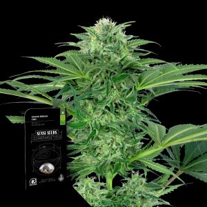 Skunk Dream Cbd Sensi Seeds