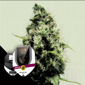 Skunk Xl Regular Royal Queen Seeds