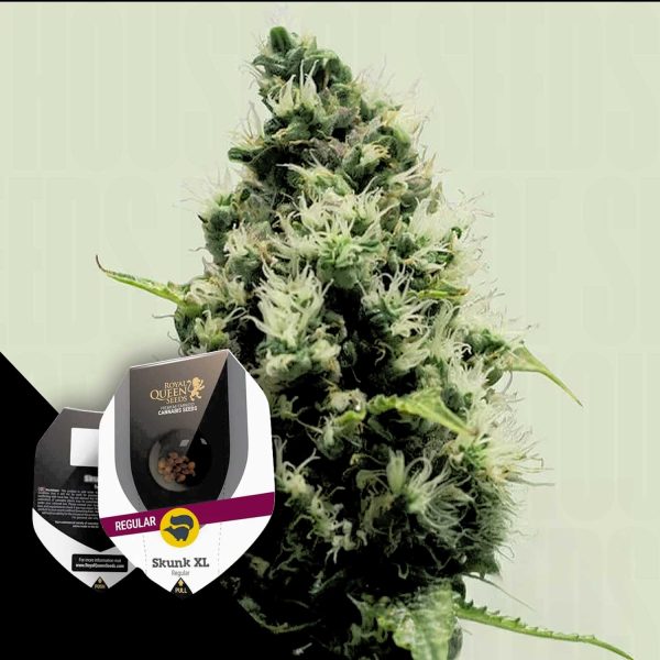 Royal Queen Seeds Skunk XL Regular