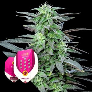 Skunk Xl Royal Queen Seeds