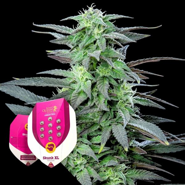 Royal Queen Seeds Skunk XL