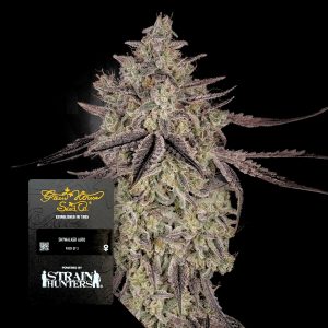 Sky Walker Auto Green House Seeds