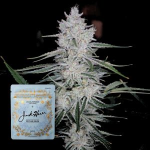 Skyline Sensi Jack Herer