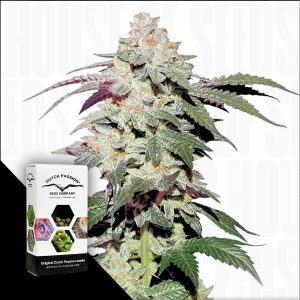 Skywalker Haze Dutch Passion