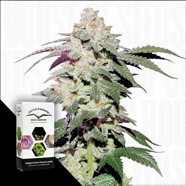 Dutch Passion Skywalker Haze