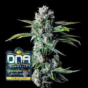 Skywalker Kush Dna Genetics