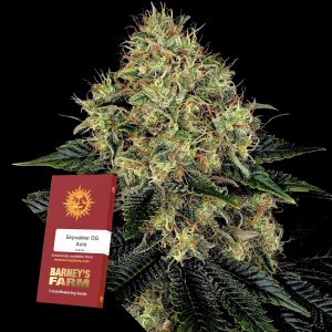 Skywalker Og Auto Barneys Farm