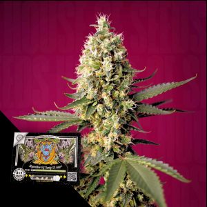 Skywalker Og Runtz Xl Auto Sweet Seeds