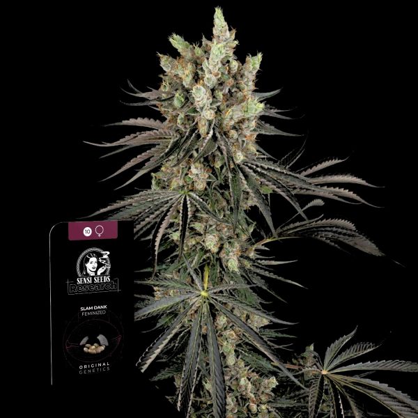 Sensi Seeds Slam Dank