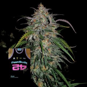 Smoothie Auto 420 Fast Buds