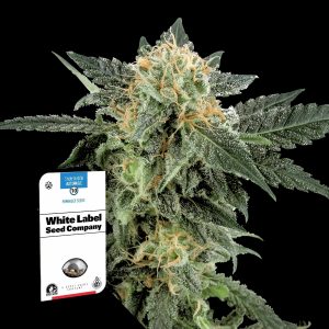 Snow Ryder Auto Sensi Seeds