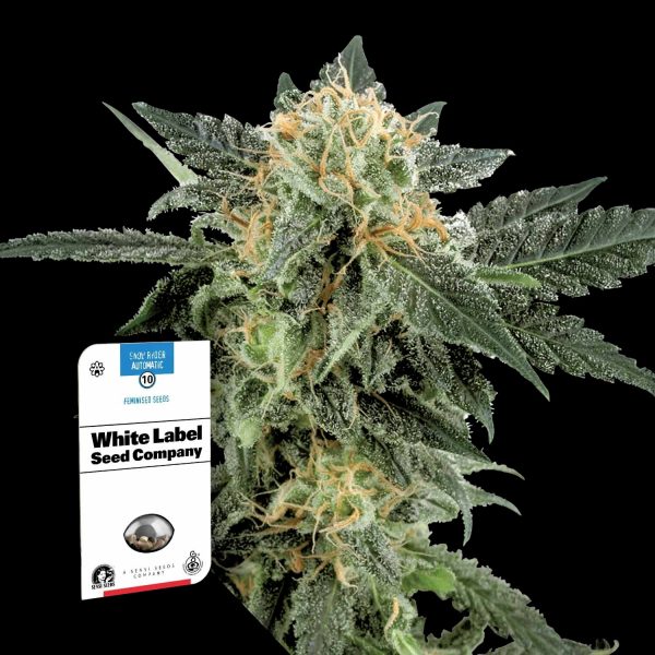Sensi Seeds Snow Ryder Auto