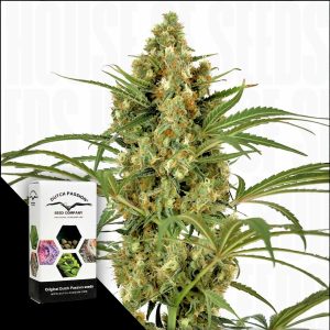Snowbud Dutch Passion