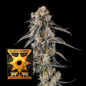 Solazo Compound Genetics