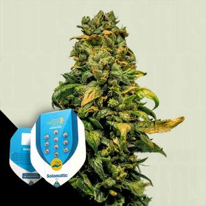 Solomatic Cbd Royal Queen Seeds