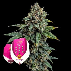 Somango Xl Royal Queen Seeds