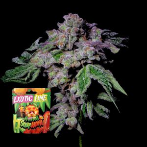 Sour Aloha Puro Instincto