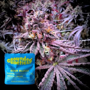 Sour Blucci Grounded Genetics
