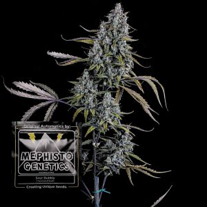 Sour Bubbly Auto Mephisto Genetics