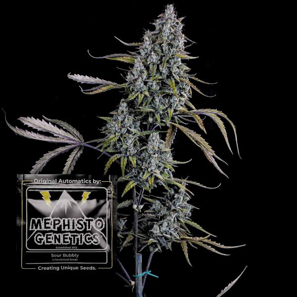 Mephisto Genetics Sour Bubbly Auto