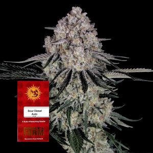 Sour Diesel Auto Barneys Farm