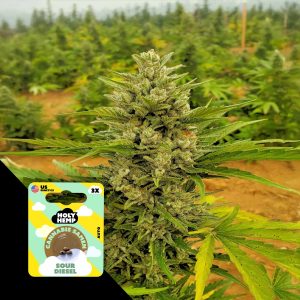 Sour Diesel Auto Holy Hemp