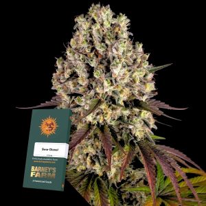 Sour Diesel Barneys Farm